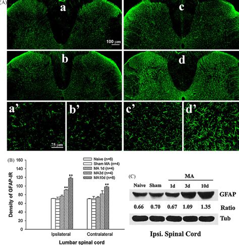 ofgfap|Regulation of GFAP Expression